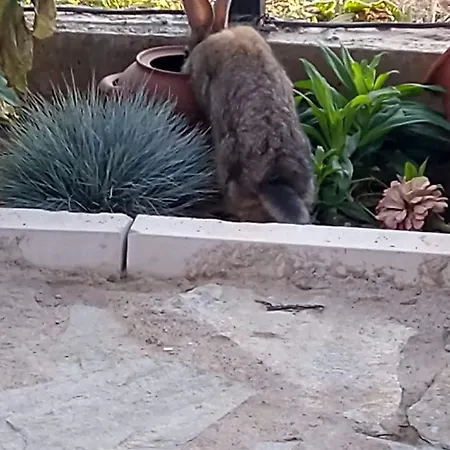 долината на вълчицата The Wolf Penzion